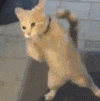 萌宠 猫咪 打你 呆萌 可爱