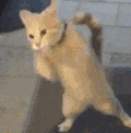 萌宠 猫咪 打你 呆萌 可爱