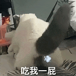 萌寵 貓咪 吃我一屁 呆萌 可愛
