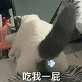 萌宠 猫咪 吃我一屁 呆萌 可爱
