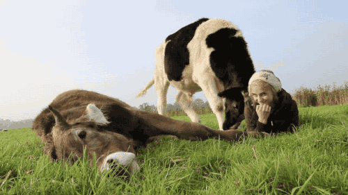 牛吃草表情包图片