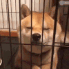 萌宠 狗狗 装可爱 呆萌 可爱