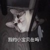 萌宠 猫星人 我的小宝贝还在吗 好奇 搞怪 呆萌