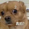 萌宠 汪星人 真的 好奇 搞怪 呆萌