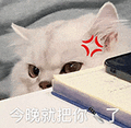 萌宠 猫咪 今晚就把你刀了 呆萌 可爱