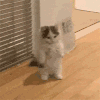 萌宠 猫咪 变装 呆萌 可爱
