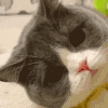 萌宠 猫咪 眨眼 星星 呆萌 可爱