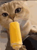 萌宠 猫咪 吃 呆萌 可爱