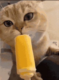 萌宠 猫咪 吃 呆萌 可爱
