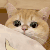 萌宠 猫咪 看 呆萌 可爱