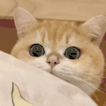 萌宠 猫咪 看 呆萌 可爱