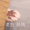 萌宠 猫咪 老公给我 呆萌 可爱