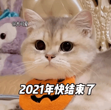 萌宠 猫咪 2021年快结束了 呆萌 可爱
