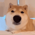 萌宠 狗狗 盯 呆萌 可爱