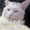 萌宠 猫咪 你说的很对但关我屁事 呆萌 可爱