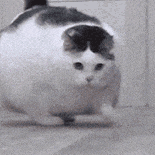 萌宠 猫咪 胖 呆萌 可爱