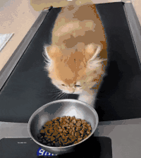 萌宠 猫咪 健身 呆萌 可爱