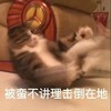 萌宠 猫星人 被蛮不讲理击倒在地 无奈 呆萌 可爱