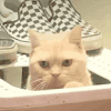 萌宠 猫咪 好奇 呆萌 可爱