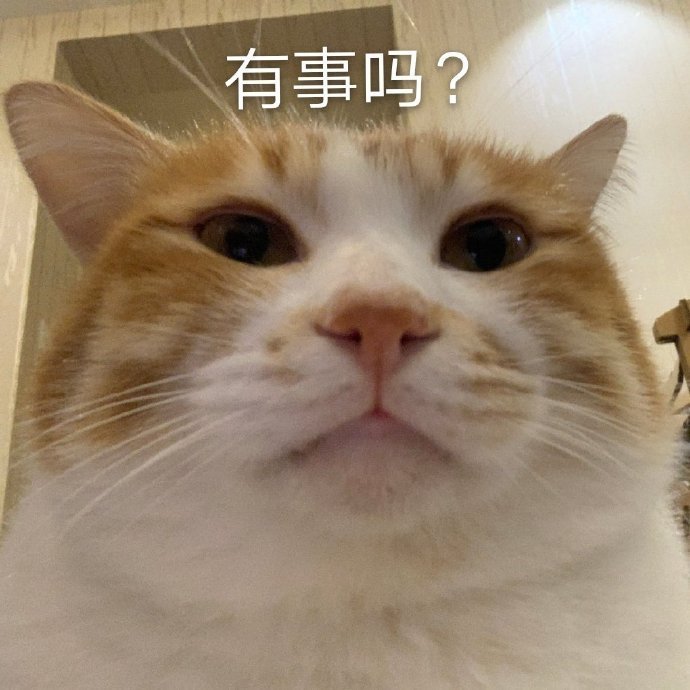 萌宠gif猫星人gif有事吗gif好奇gif搞怪gif逗gif