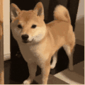 萌宠 狗 呆萌 可爱