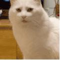 萌宠 猫咪 好奇 呆萌 可爱
