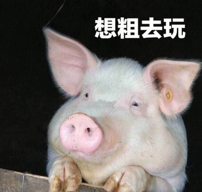 猪也是这么想的图片图片