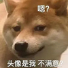 萌宠 汪星人 头像是我 不满意 搞怪 呆萌