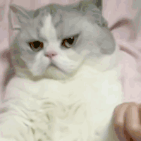 萌宠 猫咪 生气 呆萌 可爱