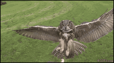 猫头鹰360度转头动图图片