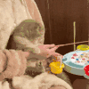 萌宠 猫咪 小鱼 呆萌 可爱