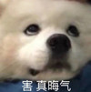 萌宠 汪星人 害 真是晦气 搞怪 呆萌