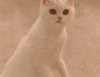 萌宠 猫咪 疑惑 呆萌 可爱