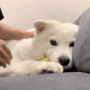 萌宠 狗狗 打你 呆萌 可爱