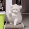 萌宠 猫咪 招财猫 呆萌 可爱
