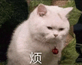 萌宠 猫咪 烦 呆萌 可爱