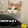 萌宠 猫咪 我把话放这了 呆萌 可爱