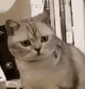 萌宠 猫咪 不开心 呆萌 可爱
