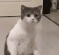 萌宠 猫咪 好奇 呆萌 可爱