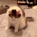 萌宠 猫咪 走开 呆萌 可爱