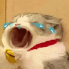萌宠 猫咪 哭 呆萌 可爱