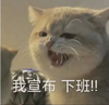 萌宠 猫星人 我宣布 下班 搞怪 呆萌