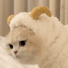萌宠 猫咪 好奇 呆萌 可爱