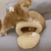 萌宠 猫咪 打你 呆萌 可爱