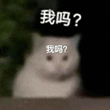 萌宠 猫咪 我吗我吗 呆萌 可爱