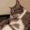 萌宠 猫咪 懵 呆萌 可爱