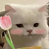 萌宠 猫咪 花 呆萌 可爱