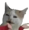 萌宠 猫咪 嫌弃 呆萌 可爱