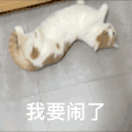 萌宠 猫咪 我要闹了 呆萌 可爱