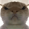 萌宠 猫咪 生气 呆萌 可爱